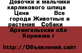 Девочки и мальчики карликового шпица  › Цена ­ 20 000 - Все города Животные и растения » Собаки   . Архангельская обл.,Коряжма г.